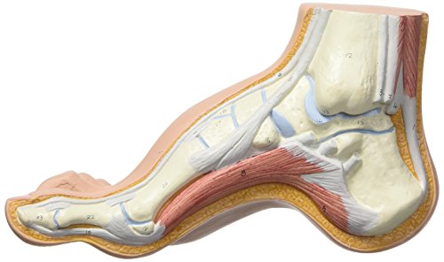 3b scientific m32 modelo de anatomía humana pie arqueado