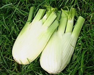 Bobby-Seeds BIO-Fenchelsamen Fino, Knollenfenchel BIO Portion