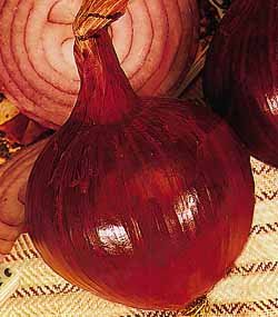 Premier Seeds Direct ORG077 Onion Red Amposta Organic Seeds (Pack of 500)