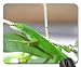 Produktbild Lizard on Leaf Mouse Pad, Mousepad (Reptiles Mouse Pad)