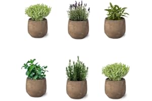 Mix de 6 Plantas Aromáticas Variadas de Exterior en Maceta Ø10 cm Hierbas para Cocinar Huerto urbano y Jardín