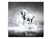 Produktbild kunst-discounter Weißes Pferd Bild Leinwandbilder Wandbilder Foto auf Leinwand A05517 Größe 30 x 30 cm