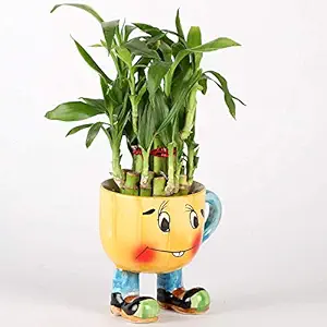 VishNature Two Layer Lucky Bamboo Plant (Yellow Ceramic Smiley)