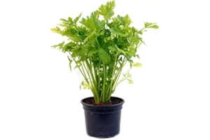 GT BIO Piante di sedano, 2 Vasi, Coltivazione Annuale, Gusto Autentico Italiano made in Italy Terre di Romagna