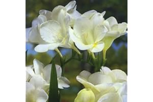 FLORIANA-BULBOSE Bulbi da Fiore (10 X Fresia Bianca)