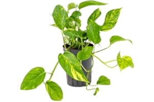 CAMBRIDGE BEE Golden POTHOS - Scindapsus Epipremnum Aureum - Devils Ivy Indoor House Plant in 12cm Pot