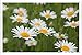Produktbild Metall Poster Blechschilderplatte Blechschild Plakat Flower Tin Sign Daisies Flowers Fields Green Blur 33508 Retro Weinlese Kunstdrucke by hamgaacaan (20x30cm)