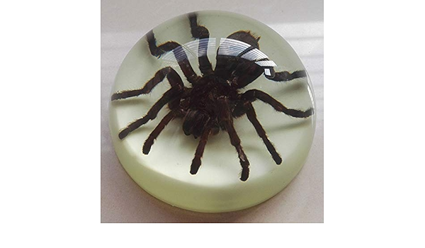 Sangkoo Resine D Insecte Insectes Resine Ambre Artificiel Decoration Specimen D Insecte Araignee C Scorpion Cadeau Creatif Decoration Decoration Amazon Fr Cuisine Et Maison