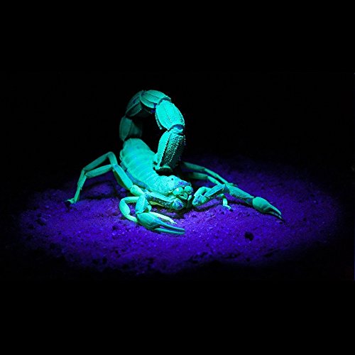 UV Schwarzlicht Taschenlampe, AhomePlay Ultraviolet 395nm LED Lampe, Urinflecken detektor, Bett-Wanzen-Sucher, Hund / Katze Fleckenentferner, mit Batterie 18650 und Aufladeeinheit - 6