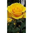 Gebdinsh Garden® Imported Rose Dark Yellow Color Flower Seeds For Gardening | Pack Of 50 to 60 Seeds