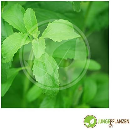 Herb Seeds - Stevia rebaudiana - Sweet herb/Stevia rebaudiana - Asteraceae 10 Seeds