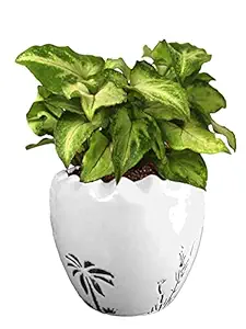 Rolling Nature Good Luck Air Purifying Live Green Syngonium Plant White Ruffel Aroez Ceramic Pot