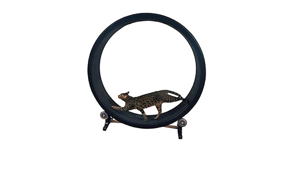 Qnmm Cat Exercice Roue Chat Escalade Cadre Jouet Pour Chat Chat Litiere Chat Meubles Rouleau Cat Tapis Roulant Cat Roue De Course Diametre 1 2 Metres Amazon Fr Cuisine Maison