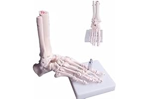 BoNew-Oral Human Anatomical Skeleton Foot Model Life Size