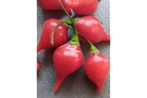 GHINO DI TACCO SEMI PEPERONCINO CHUPETINHO+ GUIDA ALLA COLTIVAZIONE