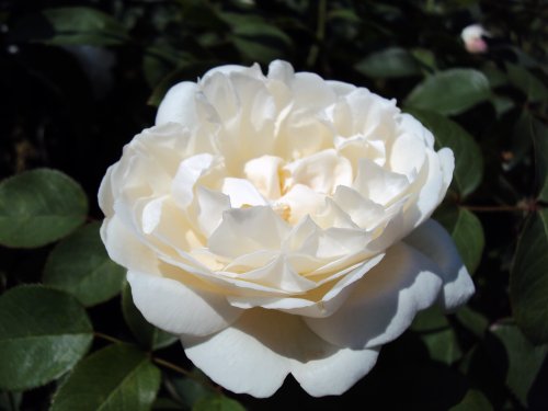 Englische Rose Winchester Cathedral ® Auscat ® Containerrosen im großen 7,5 Liter Topf - 2