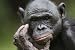 Produktbild Postkarten-Serie Tiere aus Afrika (Affen): "DER DENKER - SCHIMPANSEN-PORTRÄT (BONOBO) - 10510