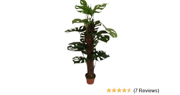 Home Accessories Artificial Flora Olive Grove Artificial Plants