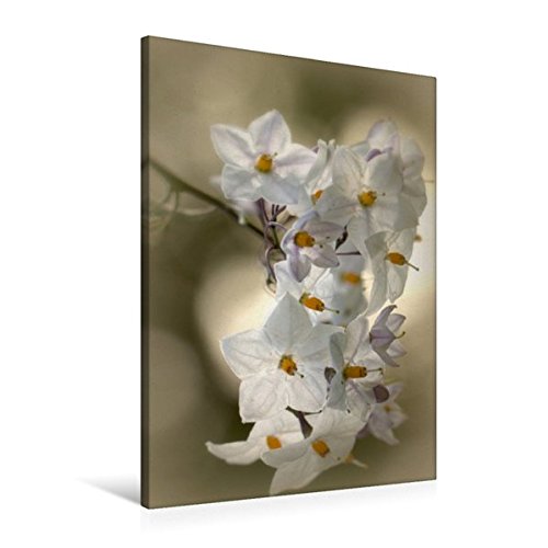 Premium Textil-Leinwand 60 cm x 90 cm hoch, Nachtschatten Jasmin | Wandbild, Bild auf Keilrahmen, Fertigbild auf echter Leinwand, Leinwanddruck (CALVENDO Spass)