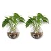 Produktbild ComSaf Transparente Glasvase Blumenvase 15CM Glas Packung mit 2, Wandbehang Pflanzgefäße Wand aufhängen Pflanztopf BlumentöpfeWandtopfHaus und Büro Wand Ornament Geburtstag