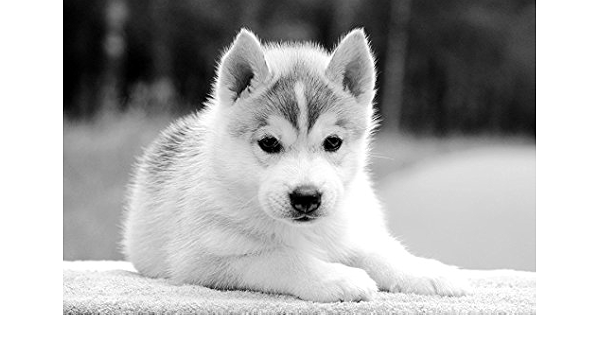 Glitzfas Poster Mural Sur Toile Motif Chiot Pomsky Noir Et Blanc 75 Cm X 50 Cm Amazon Fr Cuisine Et Maison