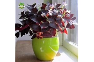 SVI 2 Red Oxalis Wood Sorrel Flower Oxalis Purple Shamrock Clover 100% Real Seeds Flower Seeds Perennial Outdoor for Home Garden