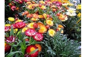 GEOPONICS Immortelle Mix Swiss Helichrysum Bractum 100 Graines