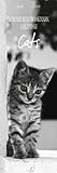 Cats Lesezeichenkalender 2008 by