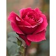 Gebdinsh Garden® Imported Rose Scarlet Red Color Flower Seeds For Gardening | Pack Of 50 to 60 Seeds
