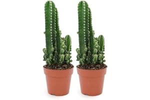 PCMOVILES 2 Cactus del Ordenador ⌀10cm Planta para Exterior e Interior en maceta de 8cm
