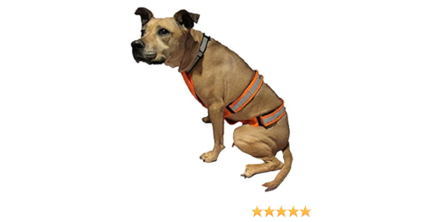 dog chest protection vest