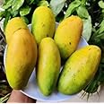 Cloud Farm Live Dasheri/Dashehari Mango Grafted Fruit Plant - Healthy Outdoor Plant CF_117