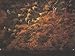 Produktbild Kunstdruck Landschaft Yann Arthus-Bertrand Die Erde von Oben Working the Fields of Jodhpur - Rajasthan, Indien