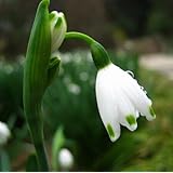 Galanthus nivalis Seeds 20seeds Schneeglöckchen Blumensamen Schöner Garten Einfrieren Pflanzen Bonsai Balkon Blumen