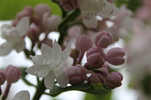 Flieder, Edelflieder Schöne von Moskau ® – Kräftige Pflanze im 3,5 lt.-Topf, 40-60 cm - 7