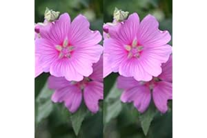 CARBETH PLANTS 2 x Lavatera 'Rosea' - Tree Mallow Plant - Both Arrive in 9cm Pots