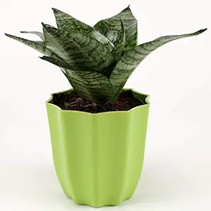 Ferns N Petals Sanseveria Plant In Green Plastic Pot 4 x 4.5 Inches