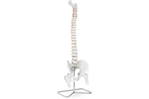PHYSA WELLNESS & LIFESTYLE Physa Maquette Anatomique Colonne Vertébrale Avec Pelvis Modèle En Plastique PHY-SM-1 (86 cm, Avec Hernie, Support, PVC, Acier)