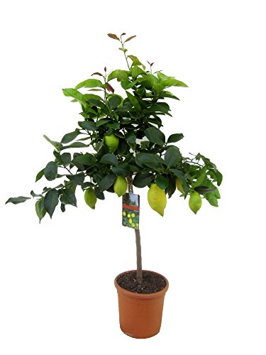 CITRUS Limon (Zitrone) 90 cm mit Früchten