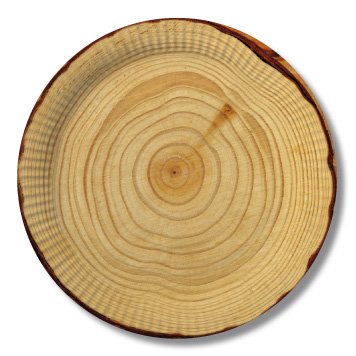 10 Pappteller Holz