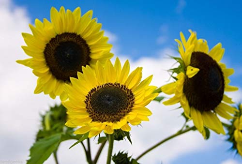 Preisvergleich Produktbild Farmerly Lemon Queen Sunflower Heirloom Seeds