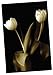 Produktbild Portfolio Leinwand Decor 'Ivory Tulip Duo' von Ilona Wessinghage verpackt und Gespannte Leinwand Wand Kunst, 61 x 91,4 cm