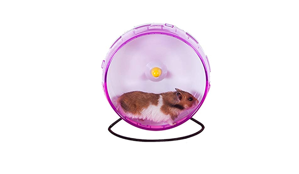 guinea pig exercise wheel