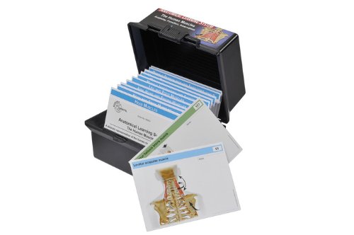 Anatomical Learning System - The Human Muscles