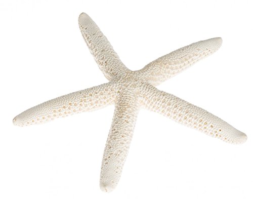 NaDeco® Schlangen Seestern weiss 10-15cm | Schlangenseestern | Fingerseestern | maritime Dekoration