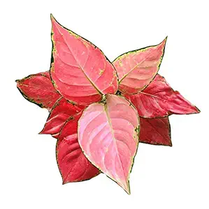 The Four Seasons Aglaonema Pink Anyamanee Rare Imported Variety Natural Live Plant in Pot