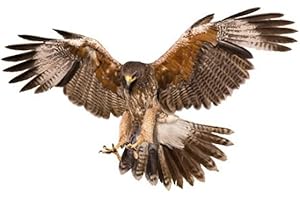 AUBLINTO Etiquetas Engomadas Del Coche 3d Águila,Vinilo Decorativo Carrocería Coche Graciosas Calcomanías de Vinilo Creativo Etiqueta Engomada para Parachoques Impermeable Etiqueta decoración de la carrocería