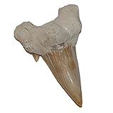 ca. 50-60 Millionen Jahre aus Marokko