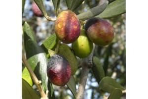 Vivai Gardenhome - Olivo Taggiasca