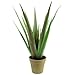 Produktbild Euro Palms 82600167 Aloe-Vera Pflanze, 60 cm